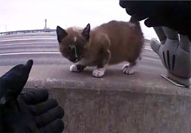 高速道路の中央分離帯で怯えていた猫を保護した警官、永遠の家族となる（アメリカ）