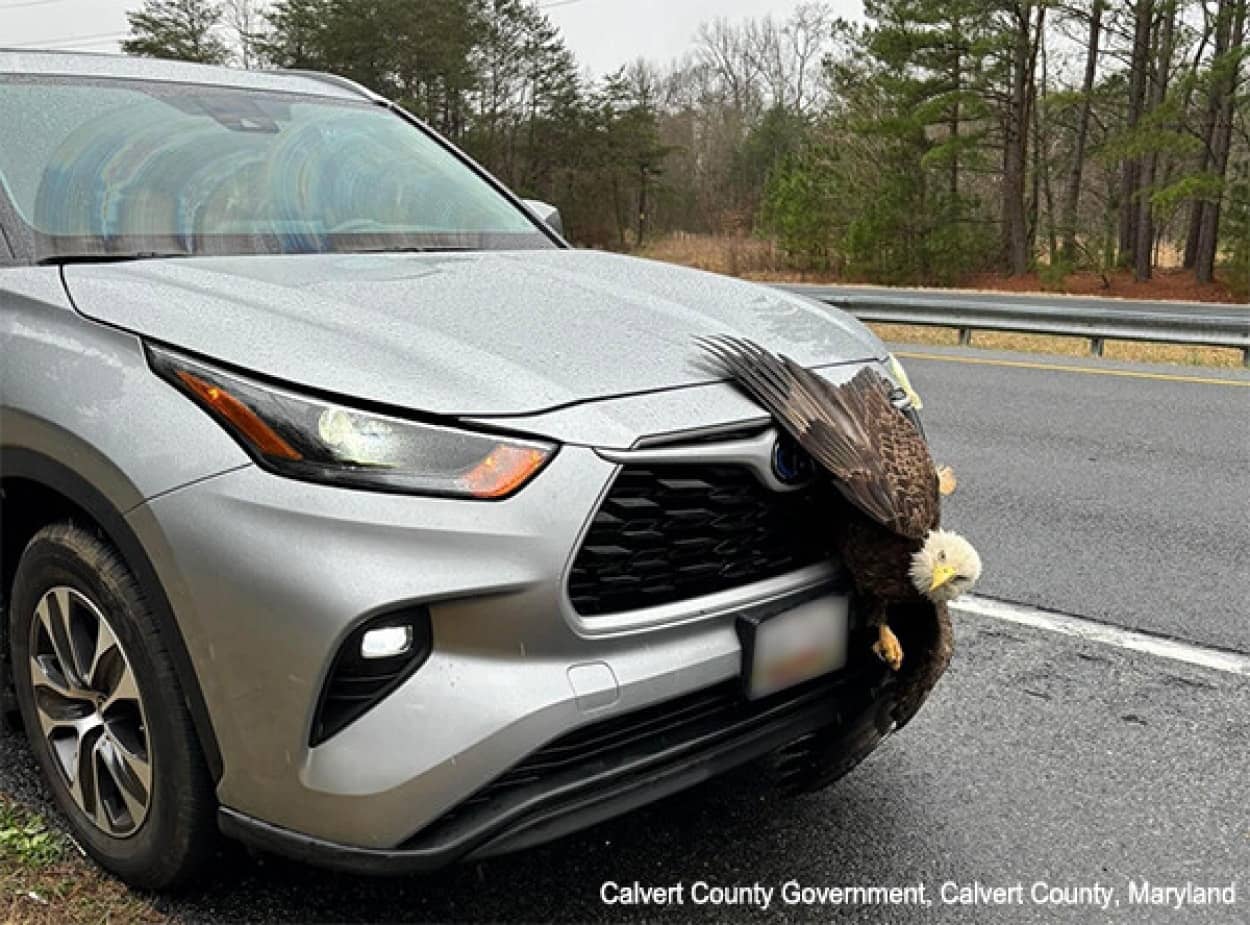 ハクトウワシが車のエンブレム状態に