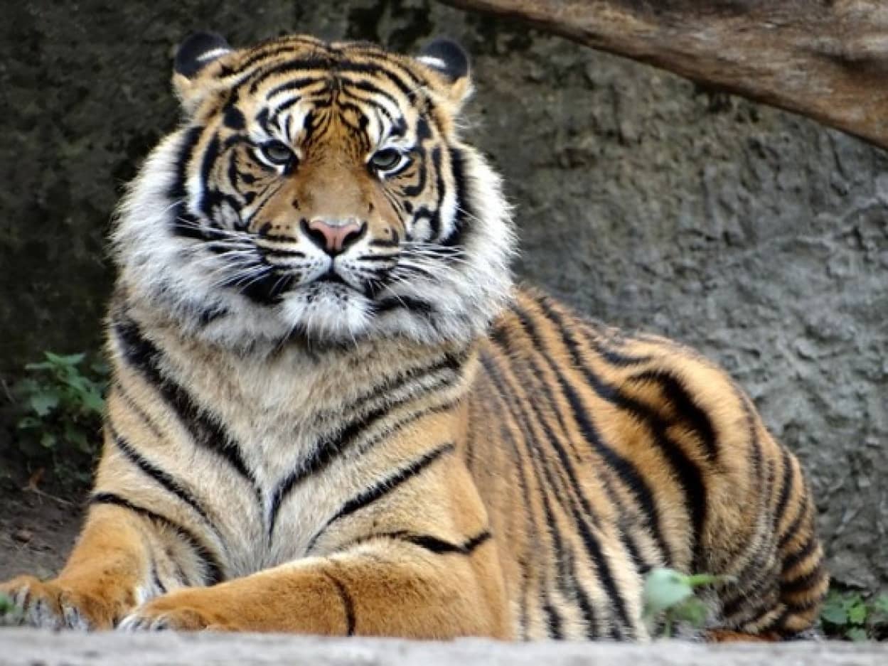 tiger1