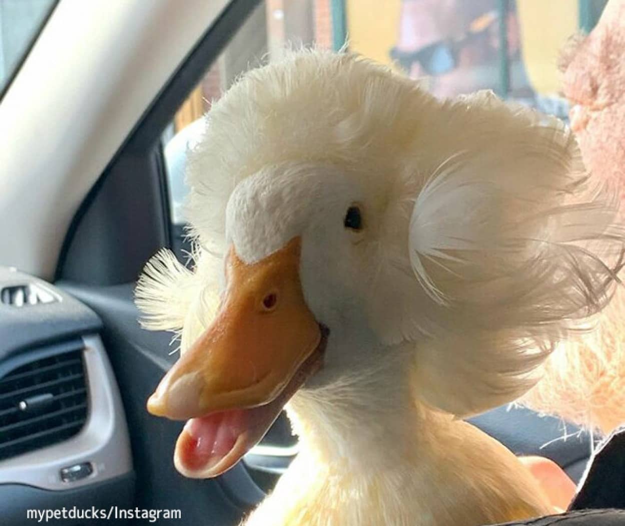 ふさふさなヘアスタイルが自慢のアヒル