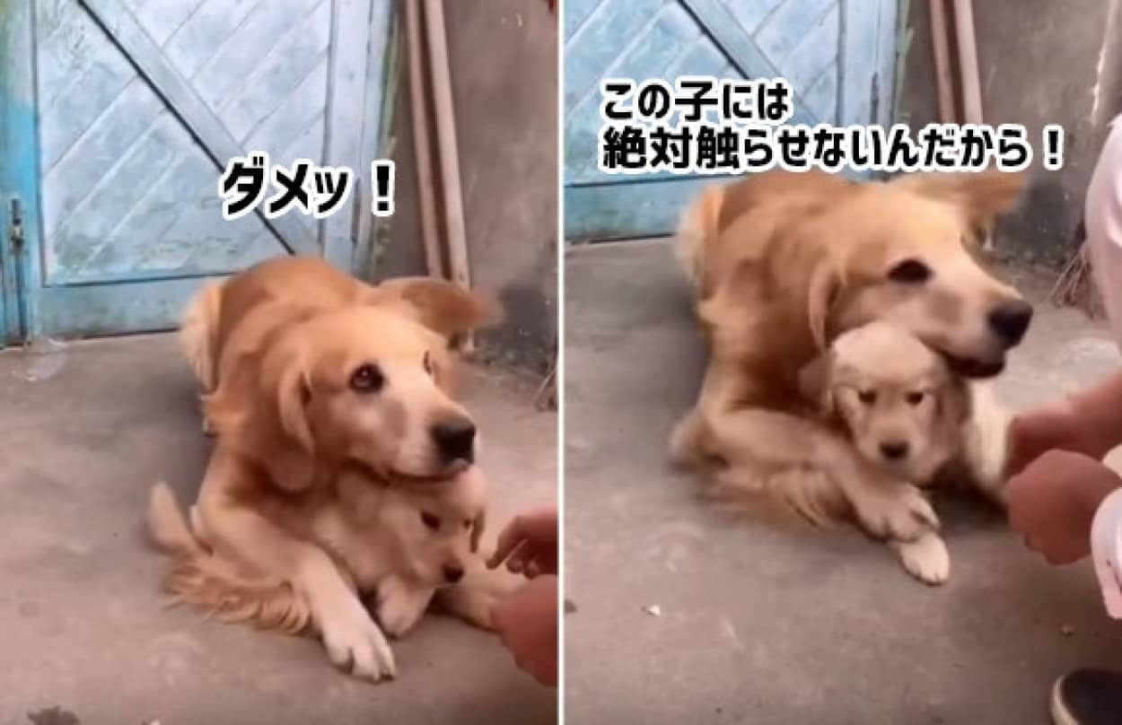 この子はダメ 絶対ダメ 子犬を絶対に触らせてくれない父犬の母性 カラパイア