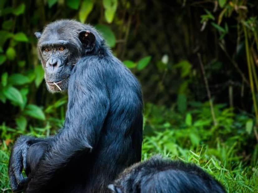chimpanzee-1545010_640_e