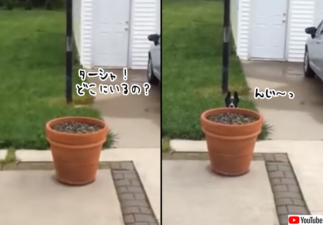 かくれんぼで飼い主の目をくらまそうとする犬。窓を開けると姿を隠し、閉めると植木鉢の後ろから顔をだす