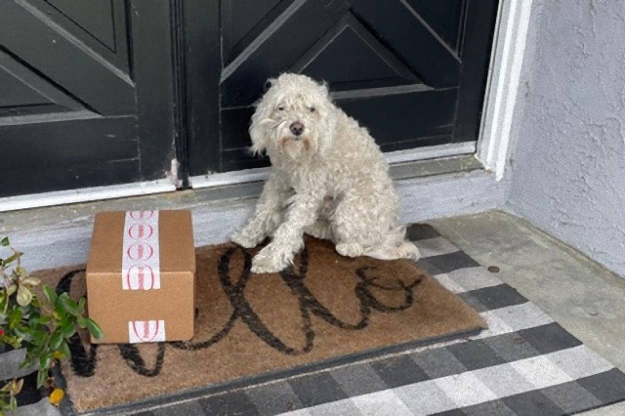 玄関先で家族の帰宅を待っていた犬が永遠の家族に