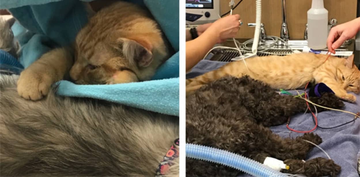 動物たちを癒します 自ら進んで 白衣の天使 となった伝説の猫 アメリカ カラパイア