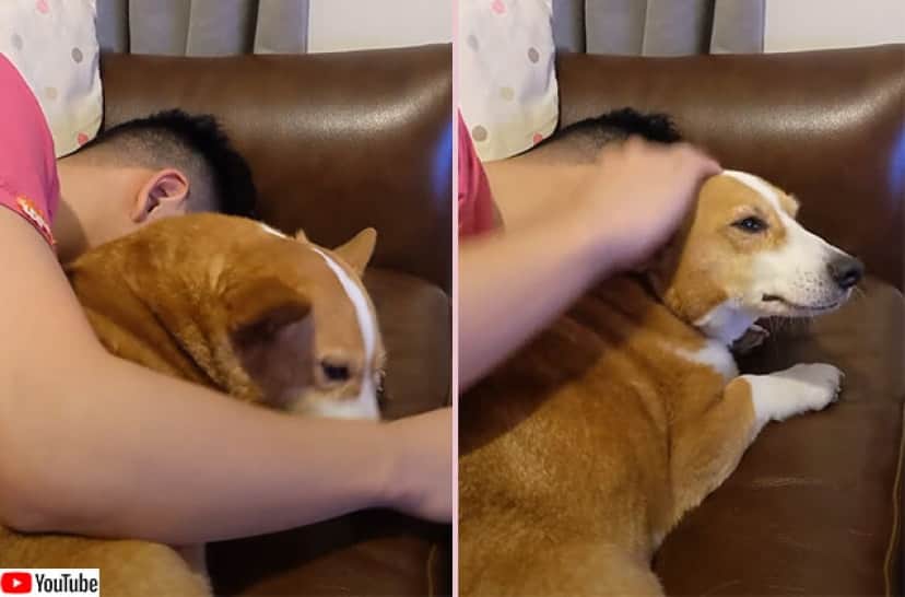 モフを止めるな 飼い主の撫でる手が止まると強制的に手を持ち上げるコーギー犬 カラパイア