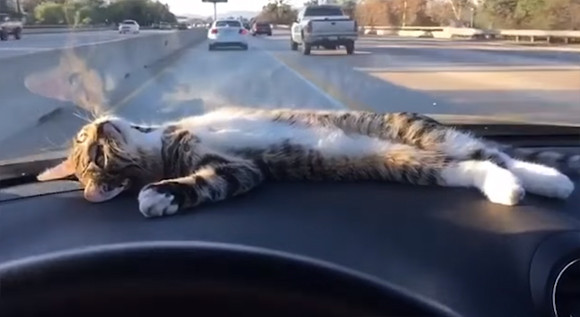 車に乗るのが好きな猫もいる ダッシュボードの上のぐで猫 カラパイア 車に乗るのが好きな猫もいる ダッシュボードの上のぐで猫 カラパイア