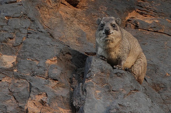 rock hyrax 1