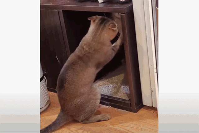 猫の術にはまってしまったようだ 鏡があるようにしか見えない超絶シンクロ カラパイア