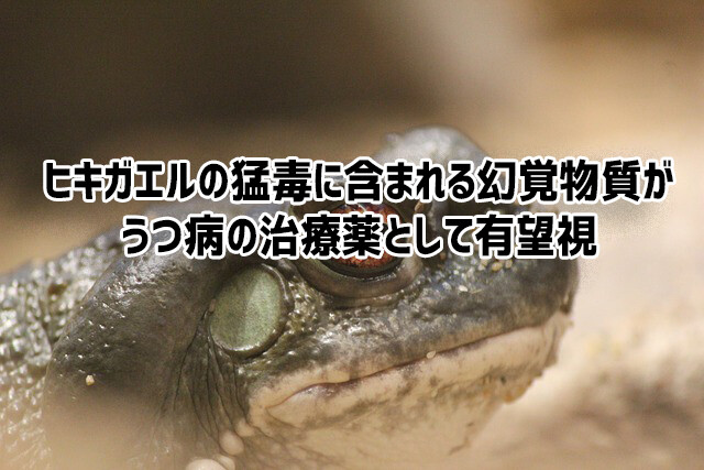 ヒキガエルが分泌するハッピーになれる幻覚成分が、うつ病の治療薬として有望視されている件