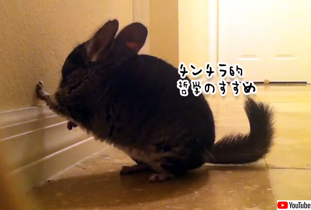 つかの間の自由を手に入れたチンチラの喜びと葛藤