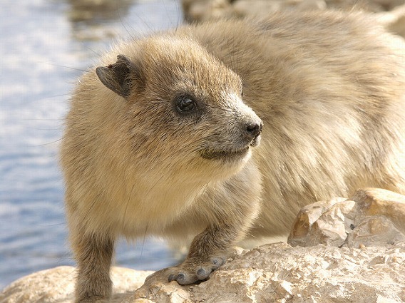 rock hyrax 26