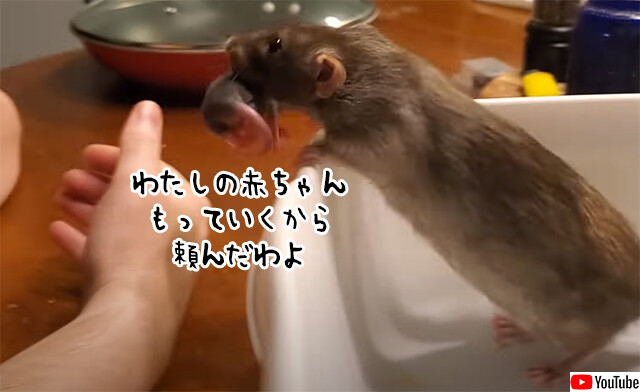 うちの子全員任せたわよ！飼い主の腕の中に赤ちゃんを運ぶネズミ