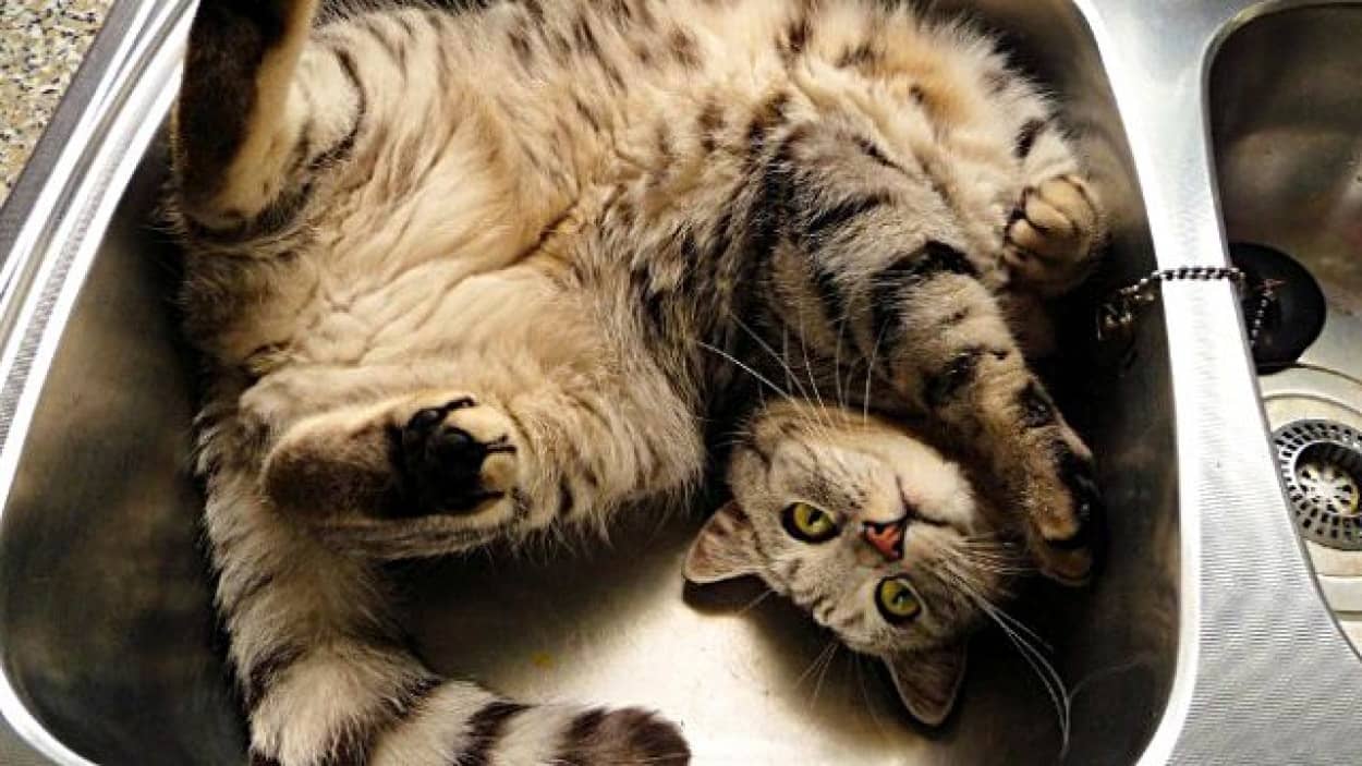 居心地よすぎて困っちゃう 猫と洗面台のナイスマッチな写真集 カラパイア 居心地よすぎて困っちゃう 猫と洗面台のナイスマッチな写真集 カラパイア