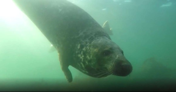 seal1_e