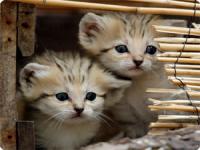スナネコフォルダ充実画像 生後3週のスナネコの赤ちゃんがお披露目 イスラエル カラパイア スナネコフォルダ充実画像 生後3週のスナネコの赤ちゃんがお披露目 イスラエル カラパイア