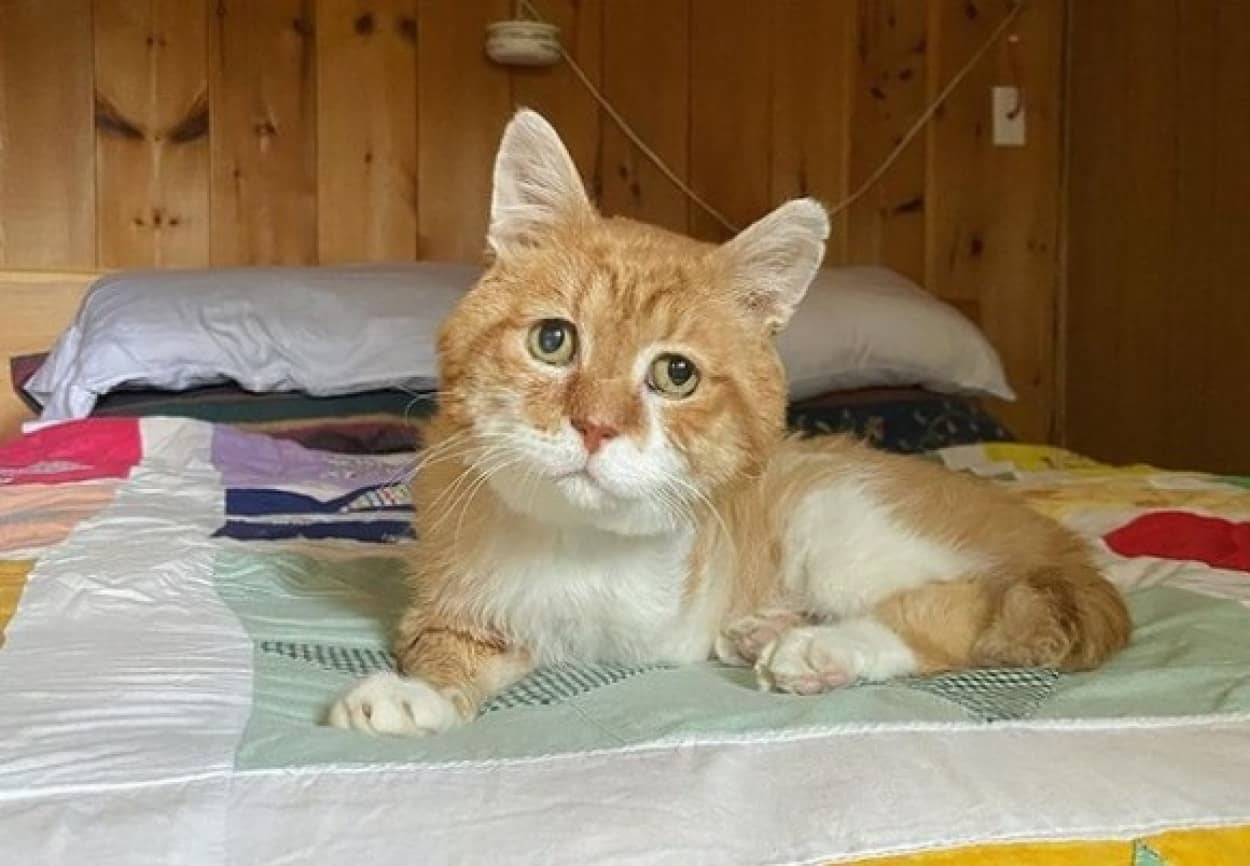 3本足の猫が再び家族とめぐりあうまで