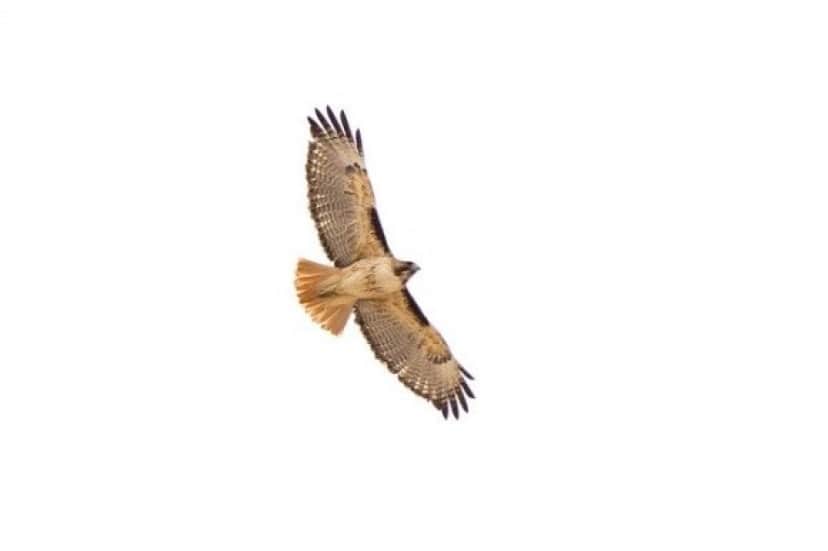 red-tailed-hawk-964213_640_e