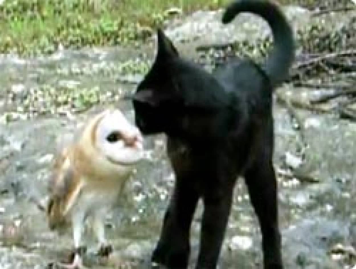 こんなに仲の良い猫とフクロウを今まで見たことがあっただろうか カラパイア こんなに仲の良い猫とフクロウを今まで見たことがあっただろうか カラパイア