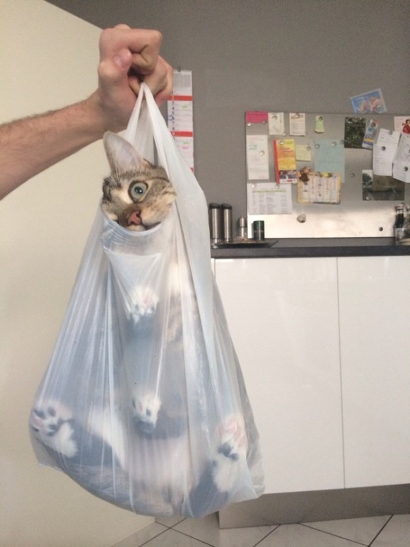 入りにくいほど入りたい 袋にしっぽり入り込み出ようとしない猫袋画像 カラパイア 入りにくいほど入りたい 袋にしっぽり入り込み出ようとしない猫袋画像 カラパイア
