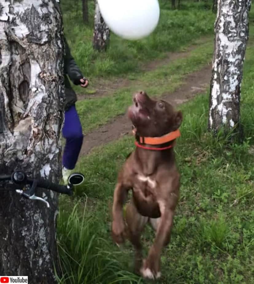 犬の身体能力すごい 地面に落とさずに風船をトスしつづける犬 カラパイア 犬の身体能力すごい 地面に落とさずに風船をトスしつづける犬 カラパイア