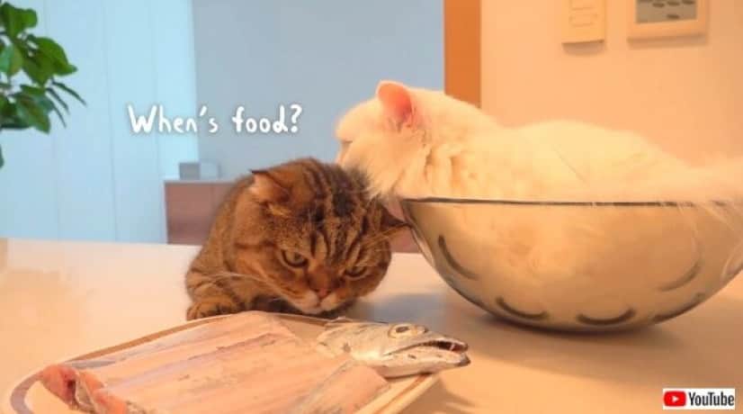 美味しいお魚をいっしょに食べよう 子猫とマンチカンの間に太刀魚をめぐる闘いが勃発 カラパイア 美味しいお魚をいっしょに食べよう 子猫とマンチカンの間に太刀魚をめぐる闘いが勃発 カラパイア