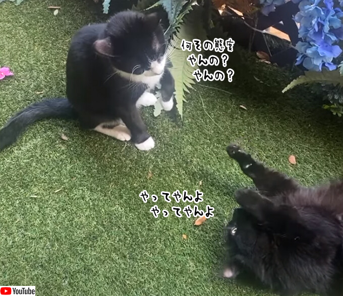 ふざけた態度の猫に挑戦状を突き付けられた猫のカンフーファイッ！
