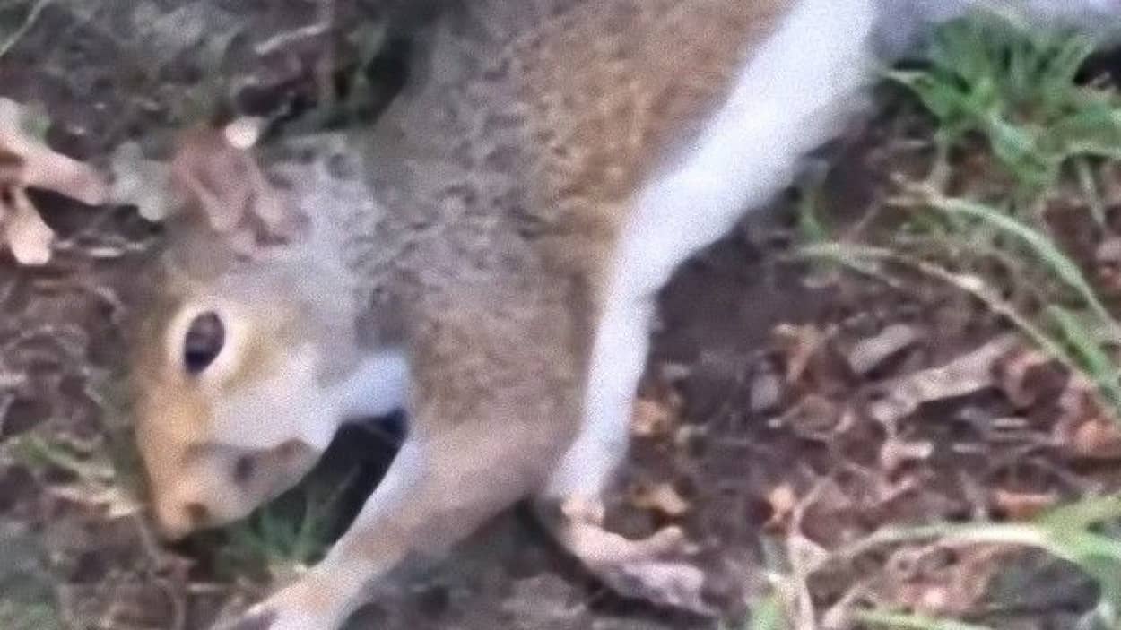 リスがいけないキノコを食べちゃった やっぱ植物とか菌類怖いわ カラパイア