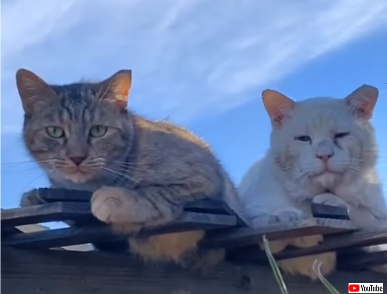 決して離れ離れにすることはできない、強い絆で結ばれていた2匹の野良猫の物語