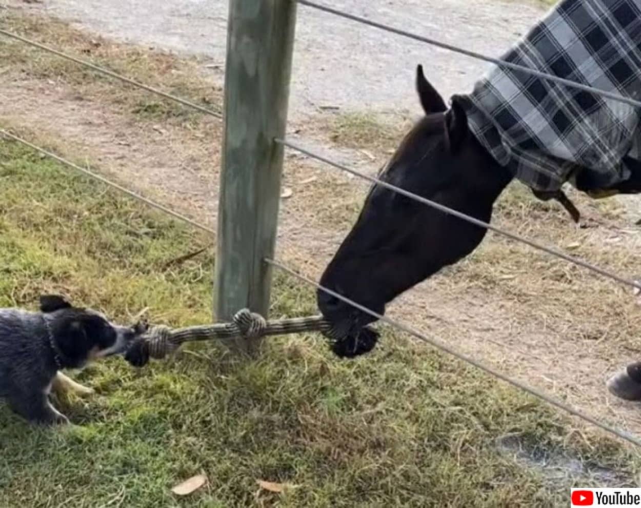 馬やさしい 犬と一緒に紐を使って綱引き遊び カラパイア 馬やさしい 犬と一緒に紐を使って綱引き遊び カラパイア