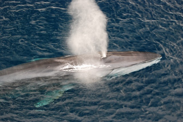 クジラの鳴き声を海洋地殻の地震研究に役立てる試み