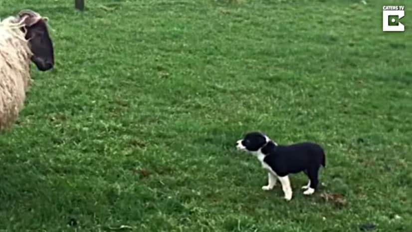これぞ天職！ボーダーコリーの子犬が、生まれて初めて見た羊たちを見事 