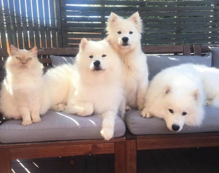 真っ白ふわふわ サモエド犬の魅力にズームイン カラパイア 真っ白ふわふわ サモエド犬の魅力にズームイン カラパイア