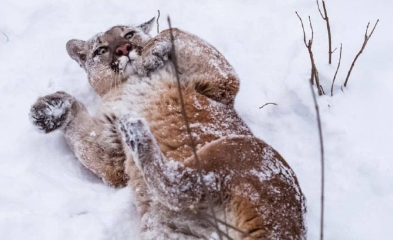 どんなにかわいい仕草をみせてもピューマは猛獣です 州当局が家に入れないよう注意を呼びかけたところコラ合戦に カラパイア