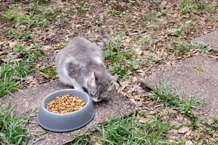 stray cat1_e