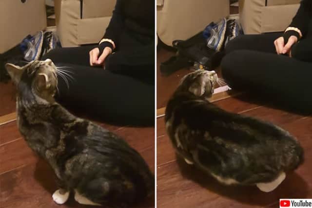 猫耳をつけてみたら リアル猫が超警戒 距離を置かれてしまった件 カラパイア 猫耳をつけてみたら リアル猫が超警戒 距離を置かれてしまった件 カラパイア