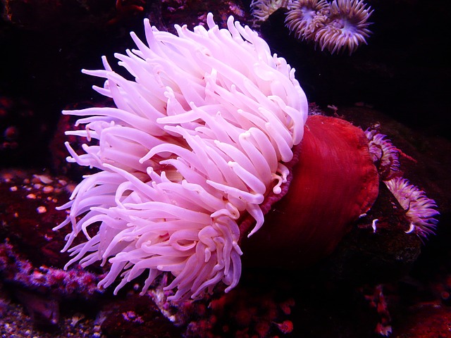 sea-anemone-4907_640
