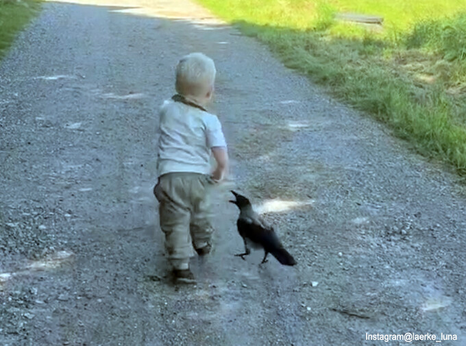 毎日会いにやってくる。カラスと小さな男の子の間に芽生えた特別な絆