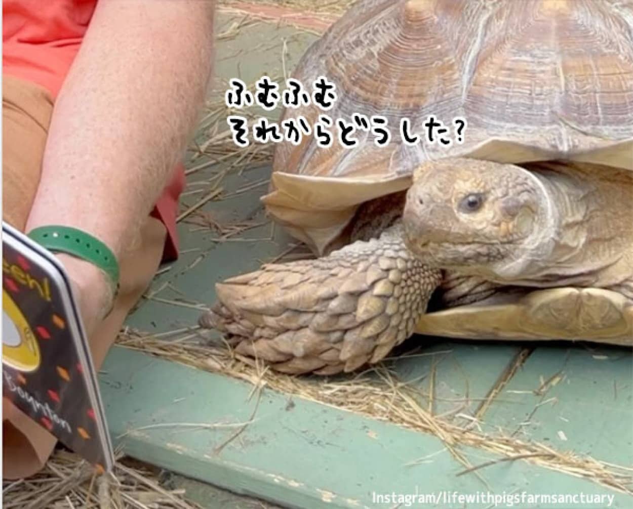 絵本を読んでもらう亀、興味深く耳を傾ける
