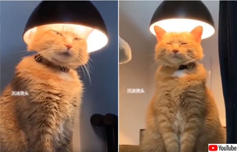 なんという神々しさ 頭に永遠なる者の栄光の冠をつけた猫 カラパイア