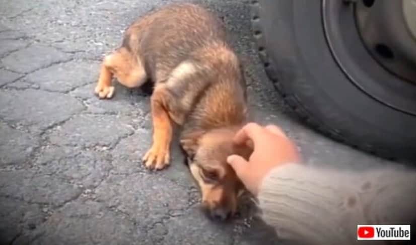 怖い キライ でも愛してほしい 道端で出会った野良子犬の反応が 警戒から甘えへと変わるドラマチックな瞬間 カラパイア