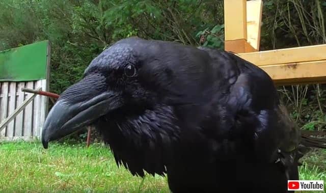 保護されたカラスが可愛がられた結果 待って待ってマイダーリン と鳴くようになる カラパイア 保護されたカラスが可愛がられた結果 待って待ってマイダーリン と鳴くようになる カラパイア