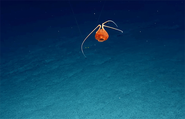 难道是深海外星人？发现像抱脸者这样的神秘水母。新物种的可能性-豁天游-一个专门分享有趣的信息，激发人们的求知欲。