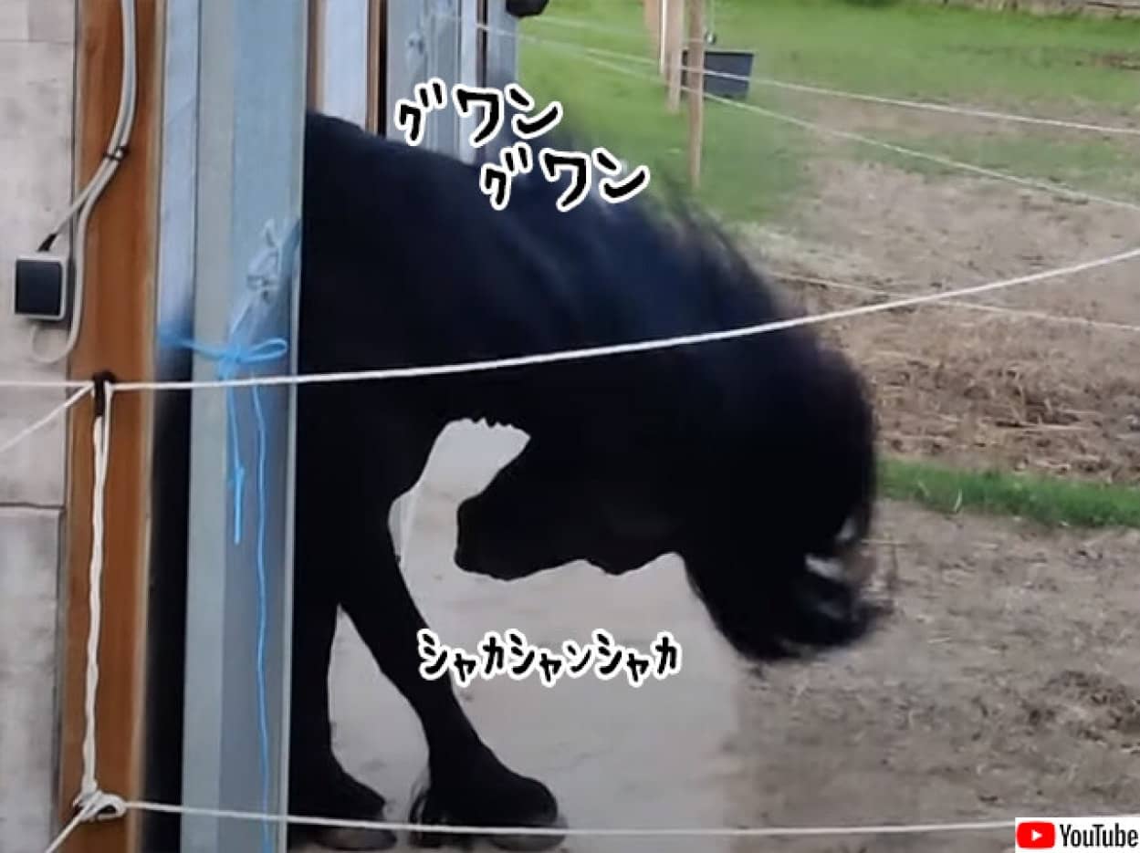 馬のヘッドバンギングがかっこよすぎる件