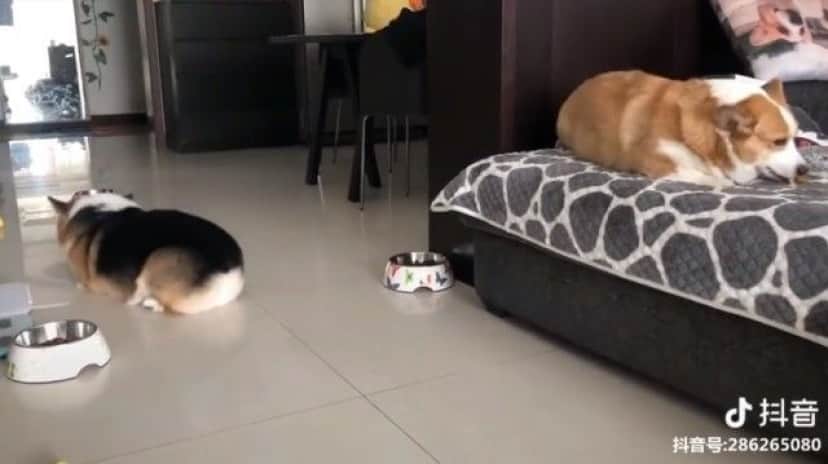 corgis4_e_e