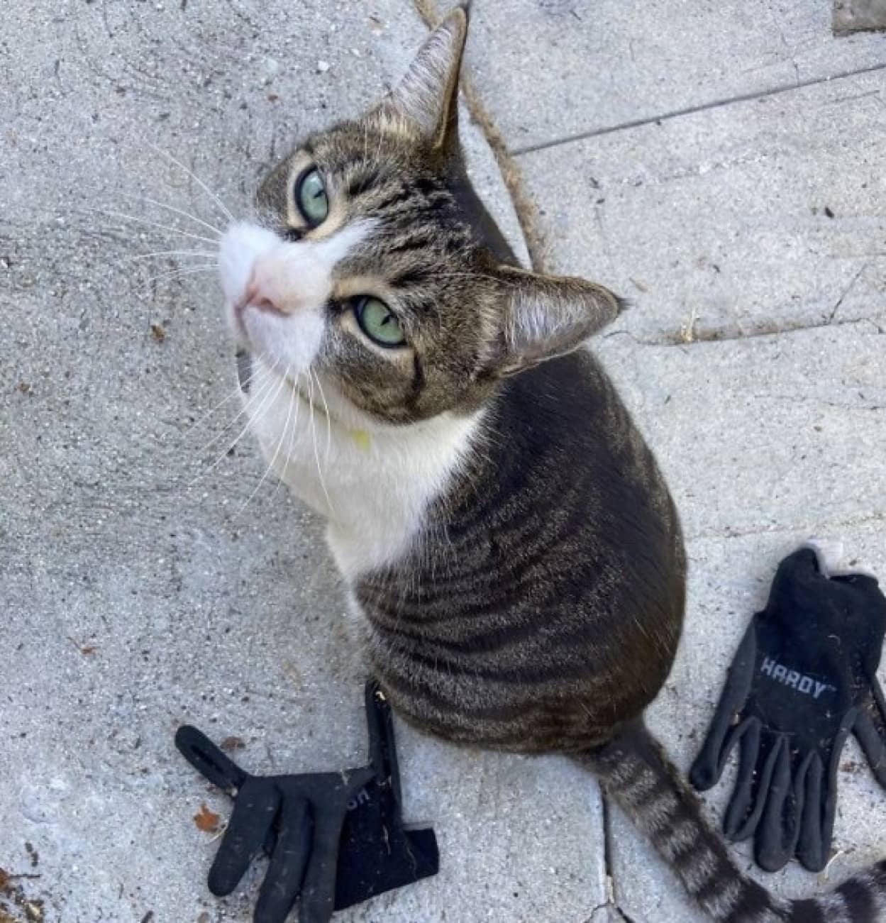 ご近所で盗みを繰り返す泥棒猫 その理由は飼い主にプレゼントするため カラパイア