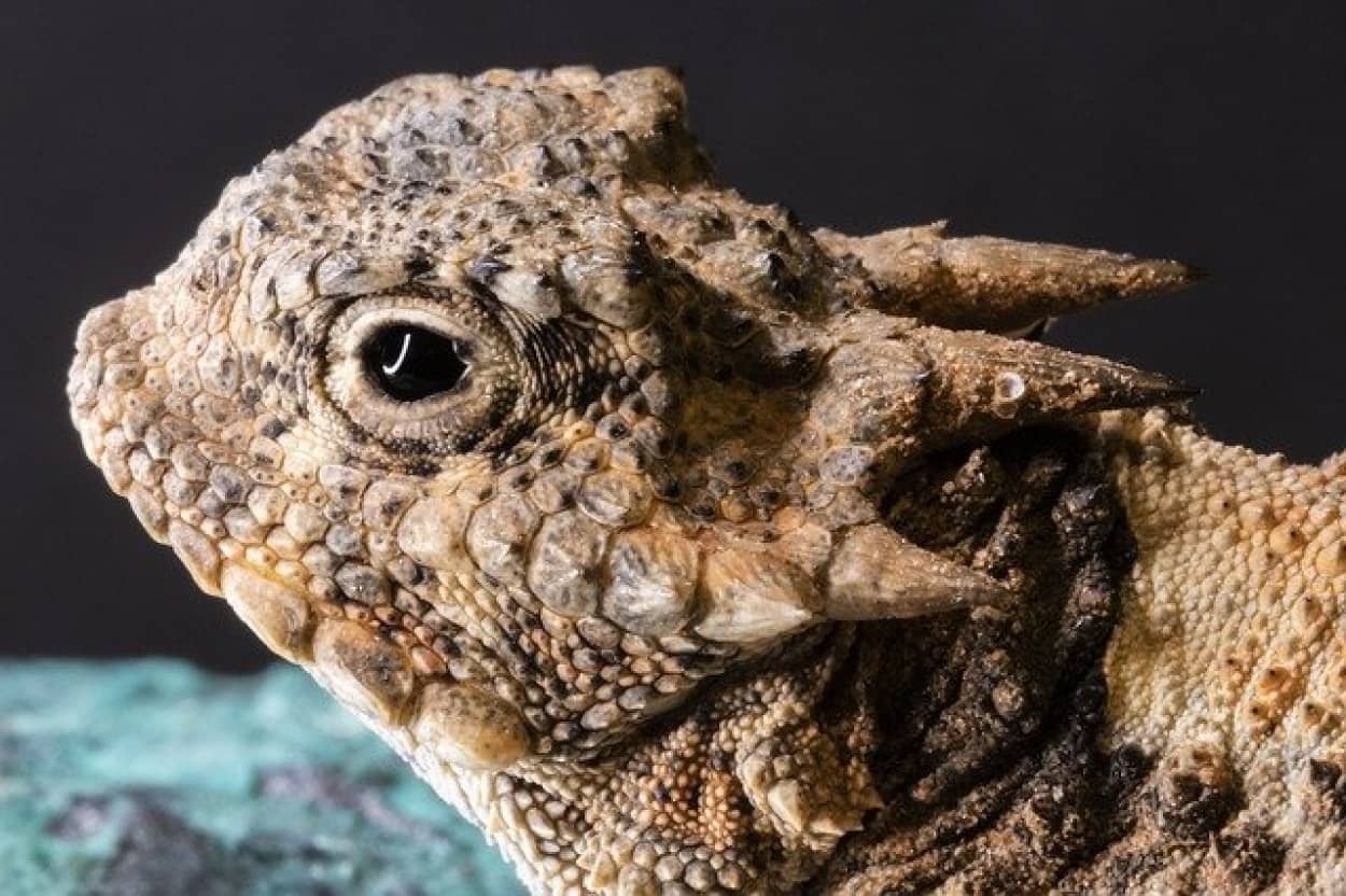 horned-toad-g962c3806c_640