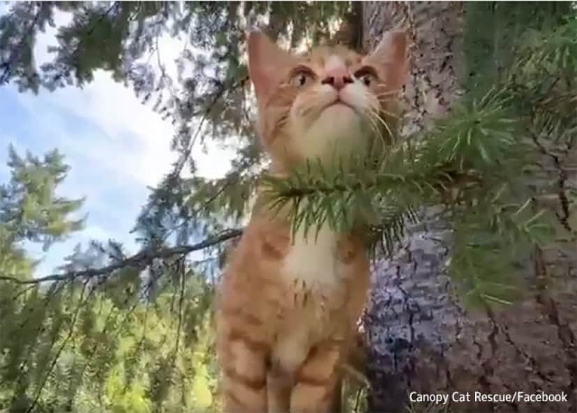 アメリカには木から降りられなくなった猫を救う専門の救助隊がいる カラパイア