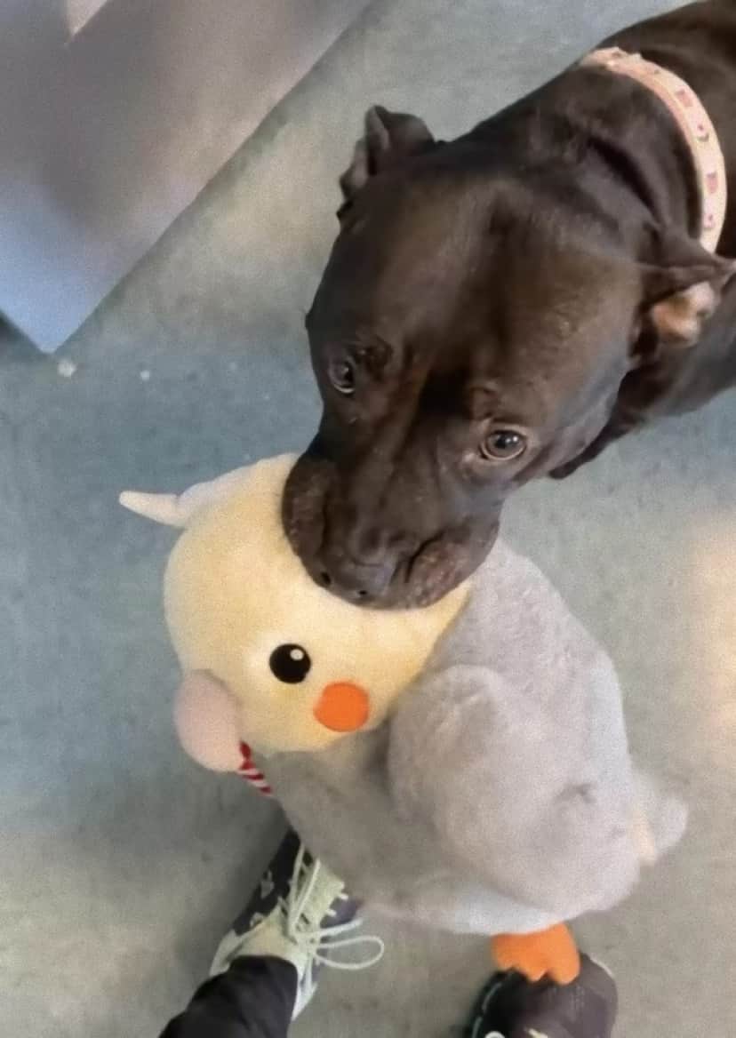 dog and softy2_e