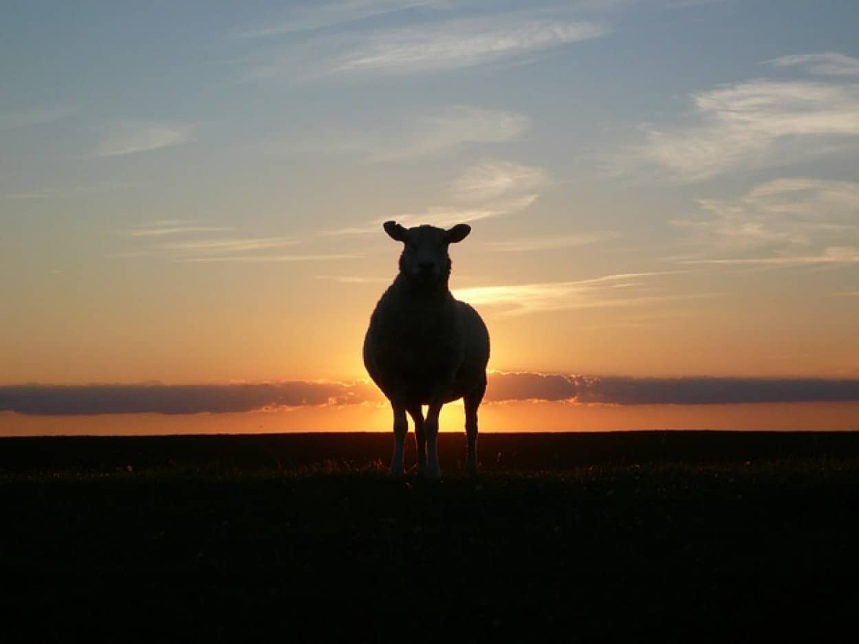 ひとりぼっちで2年間崖で暮らす孤独な羊